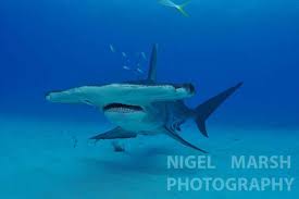 Image result for Sphyrna