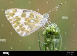 Attēlu rezultāti vaicājumam “Pontia edusa”