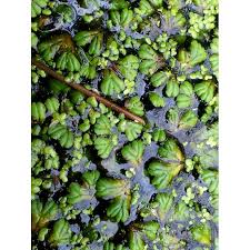 Attēlu rezultāti vaicājumam “Ricciocarpos natans”