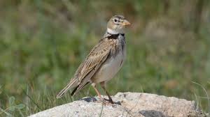 Image result for Melanocorypha calandra