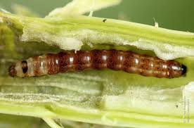 Attēlu rezultāti vaicājumam “Gortyna flavago”