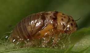 Attēlu rezultāti vaicājumam “Aphrophoridae nymph”