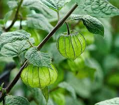 Attēlu rezultāti vaicājumam “Poa angustifolia fruit”
