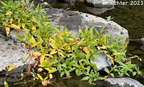 Attēlu rezultāti vaicājumam “Polygonum amphibium”