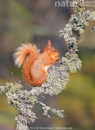 Attēlu rezultāti vaicājumam “Sciurus vulgaris”