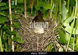 Attēlu rezultāti vaicājumam “Sylvia borin eggs”