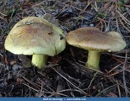 Attēlu rezultāti vaicājumam “Tricholoma flavovirens”
