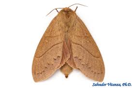 Attēlu rezultāti vaicājumam “Lasiocampidae”