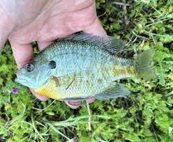 Image result for The Lancaster Fish