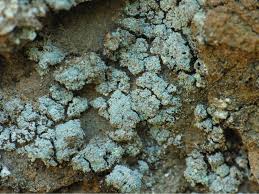 Attēlu rezultāti vaicājumam “Lepraria”