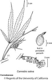 Attēlu rezultāti vaicājumam “Cannabaceae”
