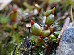 Attēlu rezultāti vaicājumam “Buxbaumia”