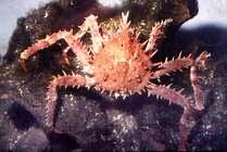 Image result for Lithodes maja