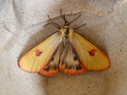 Attēlu rezultāti vaicājumam “Diacrisia sannio male”