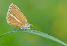 Attēlu rezultāti vaicājumam “Agrodiaetus damon”