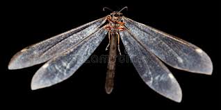 Attēlu rezultāti vaicājumam “Myrmeleontidae imago”