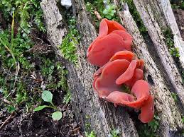 Attēlu rezultāti vaicājumam “Tremiscus helvelloides”