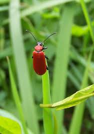 Attēlu rezultāti vaicājumam “Lygistopterus sanguineus”