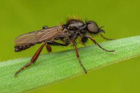 Attēlu rezultāti vaicājumam “Bibionidae”
