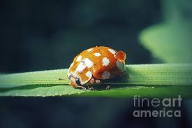 Attēlu rezultāti vaicājumam “Calvia quatuordecimguttata”