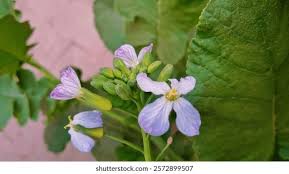 Attēlu rezultāti vaicājumam “Raphanus sativus flower”
