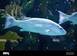 Image result for Lutjanus griseus