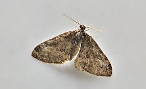 Attēlu rezultāti vaicājumam “Perizoma affinitata”