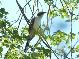 Image result for Coccyzus americanus