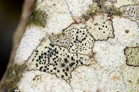 Attēlu rezultāti vaicājumam “Lecidella elaeochroma”