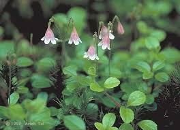 Attēlu rezultāti vaicājumam “Linnaea borealis fruit”