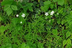 Attēlu rezultāti vaicājumam “Stellaria holostea fruit”