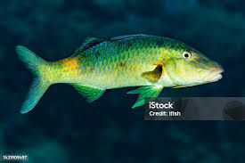 Image result for Parupeneus cyclostomus