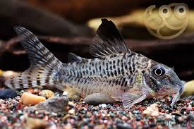 Image result for fish corydoras