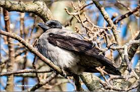 Attēlu rezultāti vaicājumam “Corvus cornix juvenile”