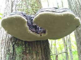 Attēlu rezultāti vaicājumam “Phellinus alni”