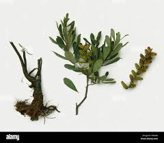 Attēlu rezultāti vaicājumam “Myrica gale leaf”