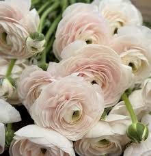 Attēlu rezultāti vaicājumam “Ranunculus elatior flower”