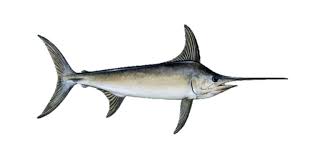 Image result for Xiphias gladius