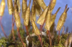 Attēlu rezultāti vaicājumam “Encalypta streptocarpa sporophyte”