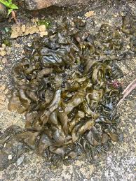 Attēlu rezultāti vaicājumam “Nostoc commune”