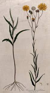 Attēlu rezultāti vaicājumam “Hieracium umbellatum”