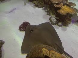 Image result for Hypanus americanus