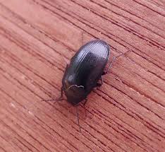 Attēlu rezultāti vaicājumam “Prionychus ater”