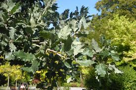 Attēlu rezultāti vaicājumam “Lycogala persicum macro”