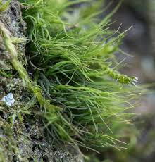 Attēlu rezultāti vaicājumam “Dicranum viride”