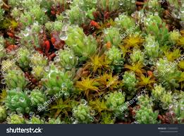 Attēlu rezultāti vaicājumam “Sphagnum fallax”