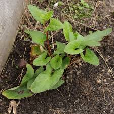 Attēlu rezultāti vaicājumam “Chenopodium bonus-henricus leaf”