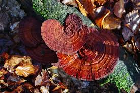 Attēlu rezultāti vaicājumam “Daedaleopsis confragosa”