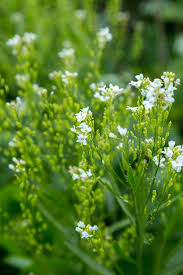 Attēlu rezultāti vaicājumam “Armoracia rusticana flower”