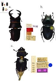 Attēlu rezultāti vaicājumam “Lycogala persicum young”